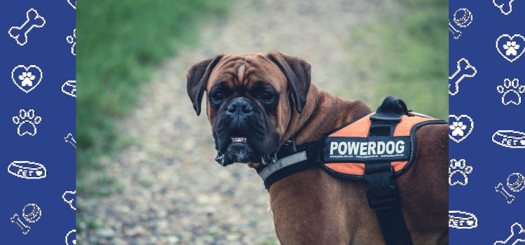 Finding Light in the Darkness: Coping with Seasonal Affective Disorder with the Help of Emotional Support Animals and Petcerts.com