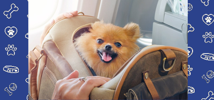 Aloha Paws: Unveiling the Hawaiian Skies with Hawaiian Airlines Pet Policy